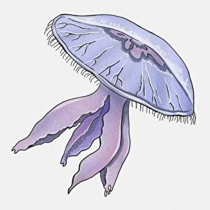 Illustration of Jellyfish?