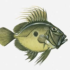 J Jigsaw Puzzle Collection: John Dory
