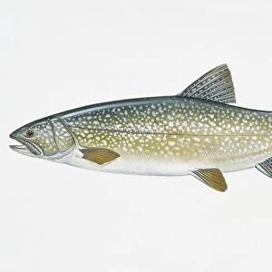 Illustration of Lake Trout (Salvelinus namaycush), North American freshwater fish