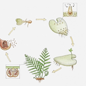 Illustration of the life cycle of a fern, inset showing spermatozoa entering female organ (archegonia)