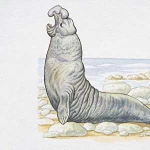 Illustration, male Southern Elephant Seal (Mirounga leonina) on rocky coast, raising its head and calling, side view