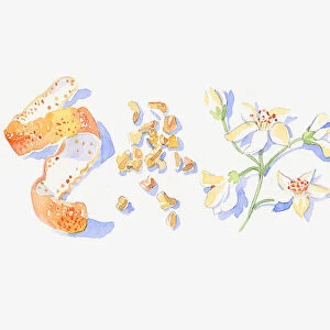 Illustration of mandarin orange peel, frankincense and neroli stem with flowers and bud