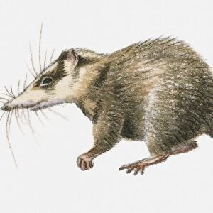 Illustration of Moonrat (Echinosorex gymnura), native to Borneo