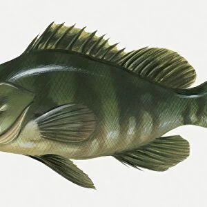 Illustration of Nassau grouper (Epinephelus striatus)