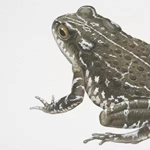 Illustration, Natterjack Toad (Bufo calamita), grey-green with white speckles, side view