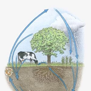 Illustration of nitrogen cycle in biosphere