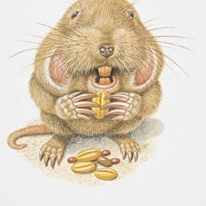 Illustration, Northern Pocket Gopher (Thomomys talpoides) nibbling on a grain, front view
