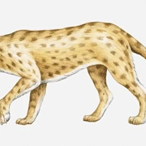 Illustration of an Oligocene Sabre-toothed cat (Hoplophoneus sp. ), side view