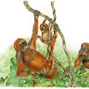 Illustration of Orangutan (Pongo) family with baby and adult male swinging from branch of tree and female feeding on leaves