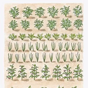 Illustration of potato plant, carrots, onions, tomato plant, leeks, parsnips, beetroot, shallots, ma