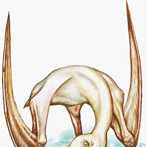 Illustration of Pterodaustro, with narrow, bristle-like teeth on lower mandible, and large wings