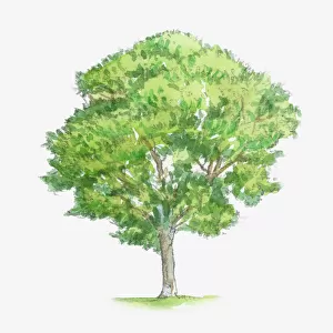 Illustration of Quercus petraea, syn Quercus sessiliflora (Sessile Oak) tree with green foliage