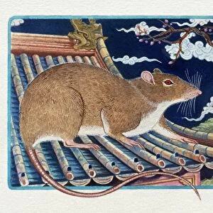 Illustration of Rat on the Roof, representing Chinese Year Of The Rat