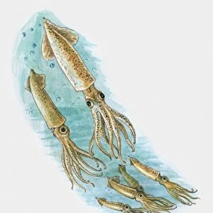 Illustration of shoal squid underwater