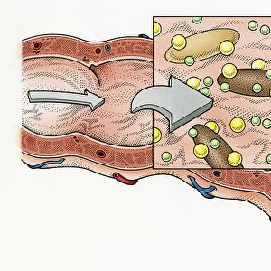 Illustration showing role of fibre in human digestive process