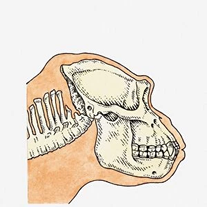 Illustration of skull on profile of adult Gorilla (Gorilla gorilla)
