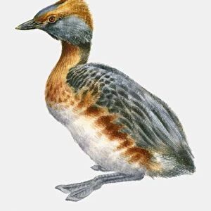 Illustration of a Slavonian grebe or Horned grebe (Podiceps auritus), side view