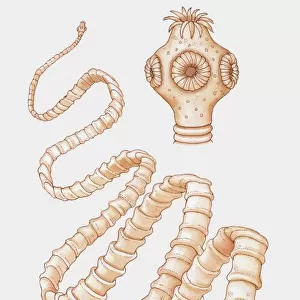 Illustration of tapeworm