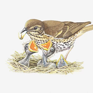 Illustration of a thrush feeding its young in nest