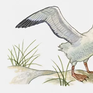 Illustration of Waved Albatross (Phoebastria irrorata) perching on rock