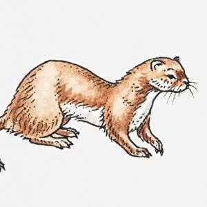 Illustration of Least Weasel (Mustela nivalis)