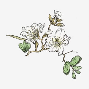 Illustration of white Bauhinia flowers on stem with green leaves