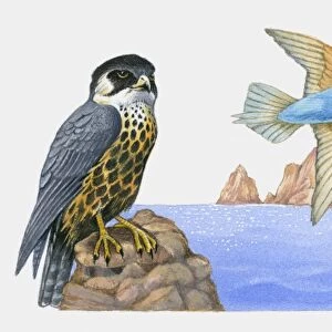 Illustration of a young Eleanoras falcon (Falco eleonorae) perched on a rock with migratory birds flying nearby