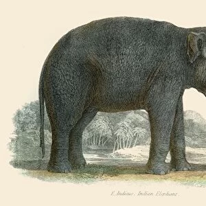 Indian elephant illustration 1803