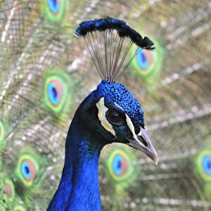 Beautiful Bird Species Poster Print Collection: Peacock (Pavo cristatus)