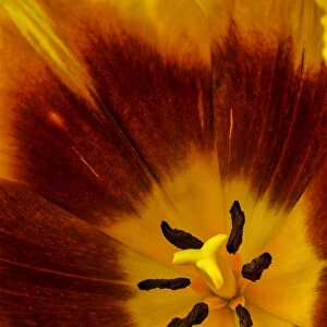 Inside Red And Yellow Tulip