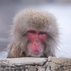 Japanese Macaque Bathing in a Hot Spring
