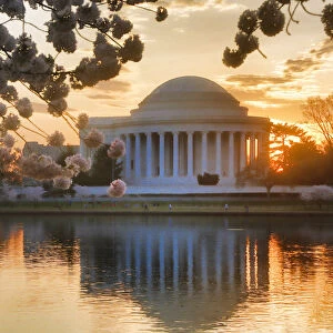Jefferson Memorial with Cherry Blossoms at Sunrise, Washington, District of Columbia, USA