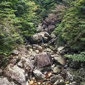 Jomon Sugi Trail, Yakushima, Japan
