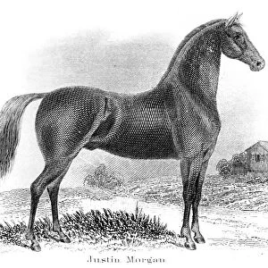 Justin Morgan horse engraving 1873