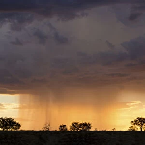 Kalahari rain storm approaching in the late afternoon with silhouetted trees - Kgalagadi Transfronteer Park South Africa