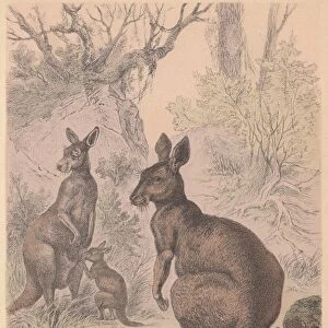 Kangaroos, hand-colored lithograph, published in 1887