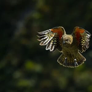 Kea (Nestor notabilis) in flight, New Zealand