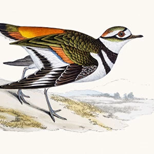 Killdeer plover bird