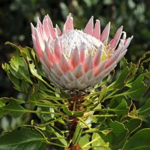 King Protea (Protea cynaroides), national flower of South Africa, Cape Floristic Region, South Africa, Africa