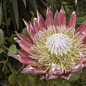 King Protea -Protea cynaroides-, La Gomera, Canary Islands, Spain, Europe, La Gomera, Agulo, Canary Islands, Spain