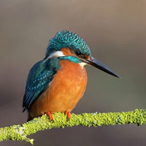 Kingfisher close up