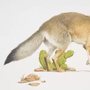 Kit Fox (vulpes macrotis), side view