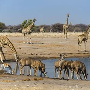 Kudus -Tragelaphus strepsiceros- and giraffes -Giraffa camelopardalis- at Chudob waterhole, Etosha National Park, Namibia