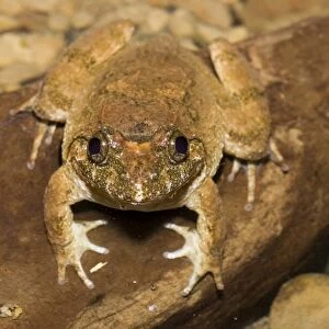 Kuhlis Frog (Rana kuhlii), Taiwan, East Asia