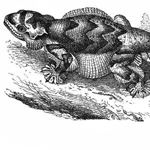 Kuhls Flying Gecko (Ptychozoon kuhli)