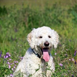 Labradoodle, adult, male, on meadow, Germany