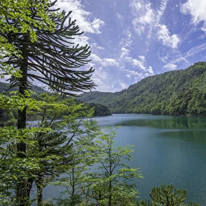 Lago Chico, Huerquehue National Park, Pucon, Araucania Region, Chile