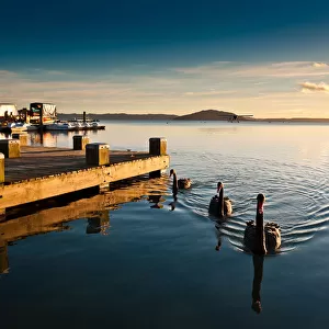 Lake Rotorua with swan and pier