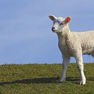 Lamb, domestic sheep, ewe lamb -Ovis ammon f. aries- standing on a dyke, Schleswig-Holstein, Germany, Europe