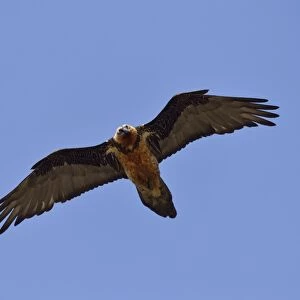 Lammergeier or Bearded Vulture -Gypaetus barbatus-, Swiss National Park, Lower Engadin, Canton of Graubunden, Switzerland